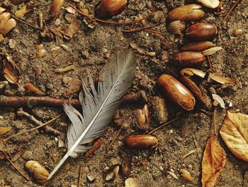 High angle view of dried leaves on ground
