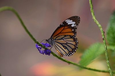 Close-up of butterfly pollinating on flower