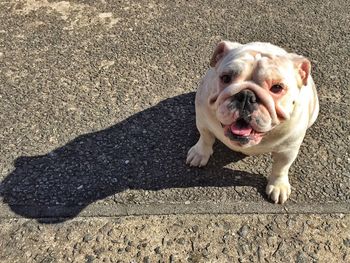 Portrait of english bulldog sitting on road