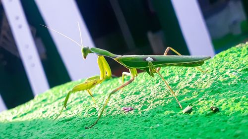 Close-up of insect on leaf