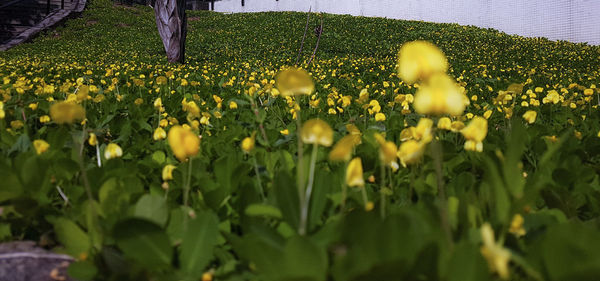 Close-up of yellow flowers growing in field