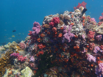 Low angle view of fish swimming in sea