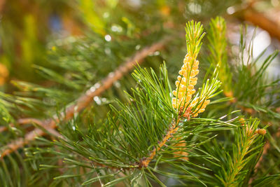 Close-up of pine tree