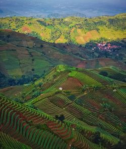 High angle view of agricultural field