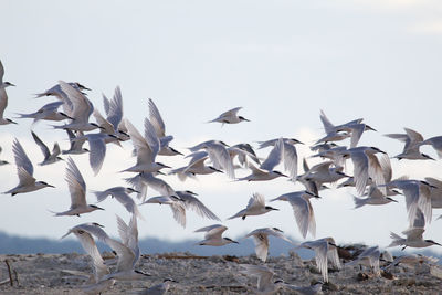 Flock of seagulls flying against the sky