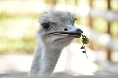 Close-up of a bird