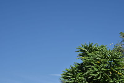 Low angle view of plants against clear blue sky