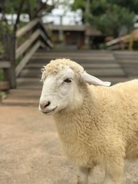 Close-up of sheep standing outdoors