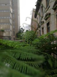 Close-up of tree in city