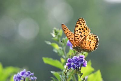 Butterfly on purple flower