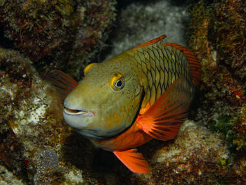 Close-up of fish swimming in sea
