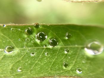 Close-up of raindrops on green leaves