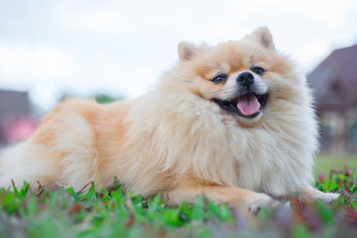 Close-up of a dog