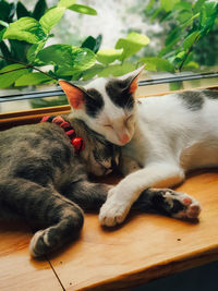 Cats sleeping over in each other