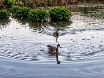 Bird flying over lake