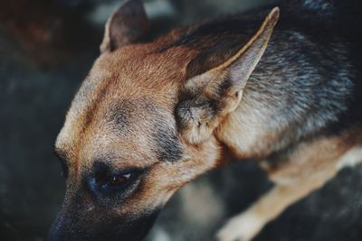 Close-up of a dog looking away