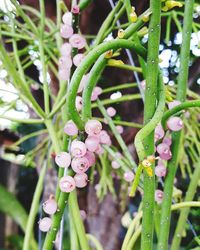 Close-up of wet pink flowering plants