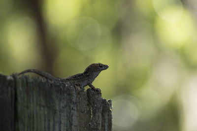 Bird perching on leaf