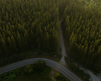 High angle view of waterfall in forest