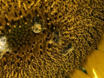 Close-up of bee on a leaf