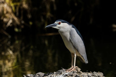 Bird perching on a rock