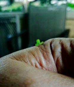 Close-up of person hand holding leaf