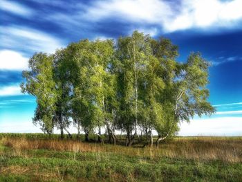 Trees on field against sky