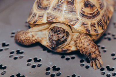 High angle view of shells on table