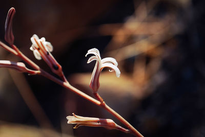 Close-up of hand on flowering plant