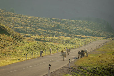Horses on road