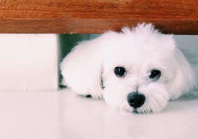 Close-up portrait of cute white hairy dog lying on tiled floor