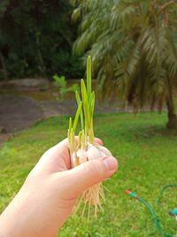 Close-up of hand holding plant on field