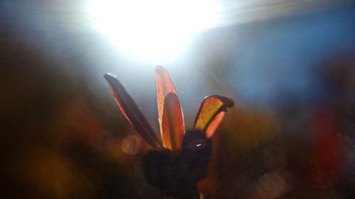 Sun shining through clouds