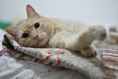 Portrait of cat lying on bed