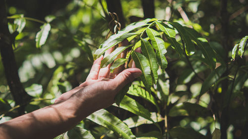 Close-up of hand holding leaves