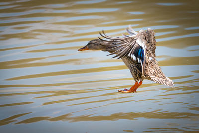 Bird flying over lake