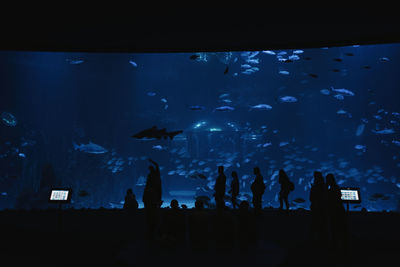 Back view of silhouettes of people in front of big modern aquarium with tropical fishes in dark