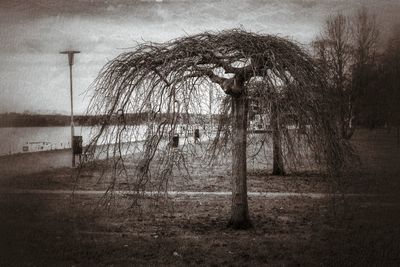 Trees against sky