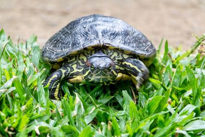 Close-up of a turtle in the ground