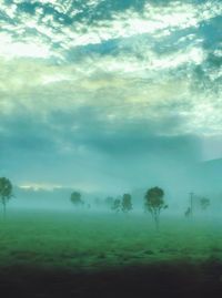 Trees on field against sky