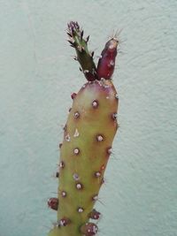 Close-up of prickly pear cactus