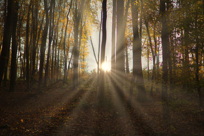 Trees in forest