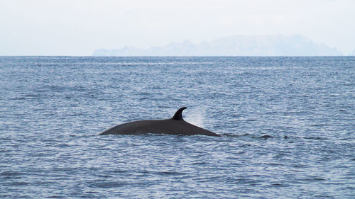 Side view of a dolphin on blue sea against sky