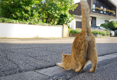 Cat sleeping on footpath