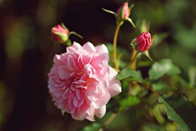 Close-up of pink rose