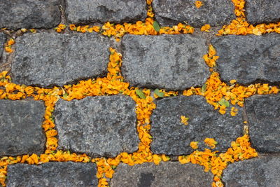 Full frame shot of yellow wall