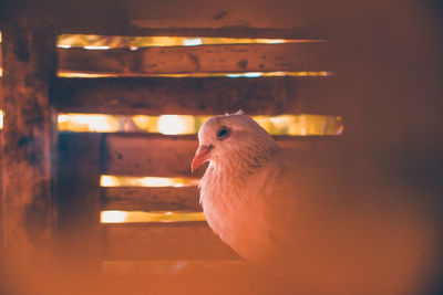 Close-up of a bird