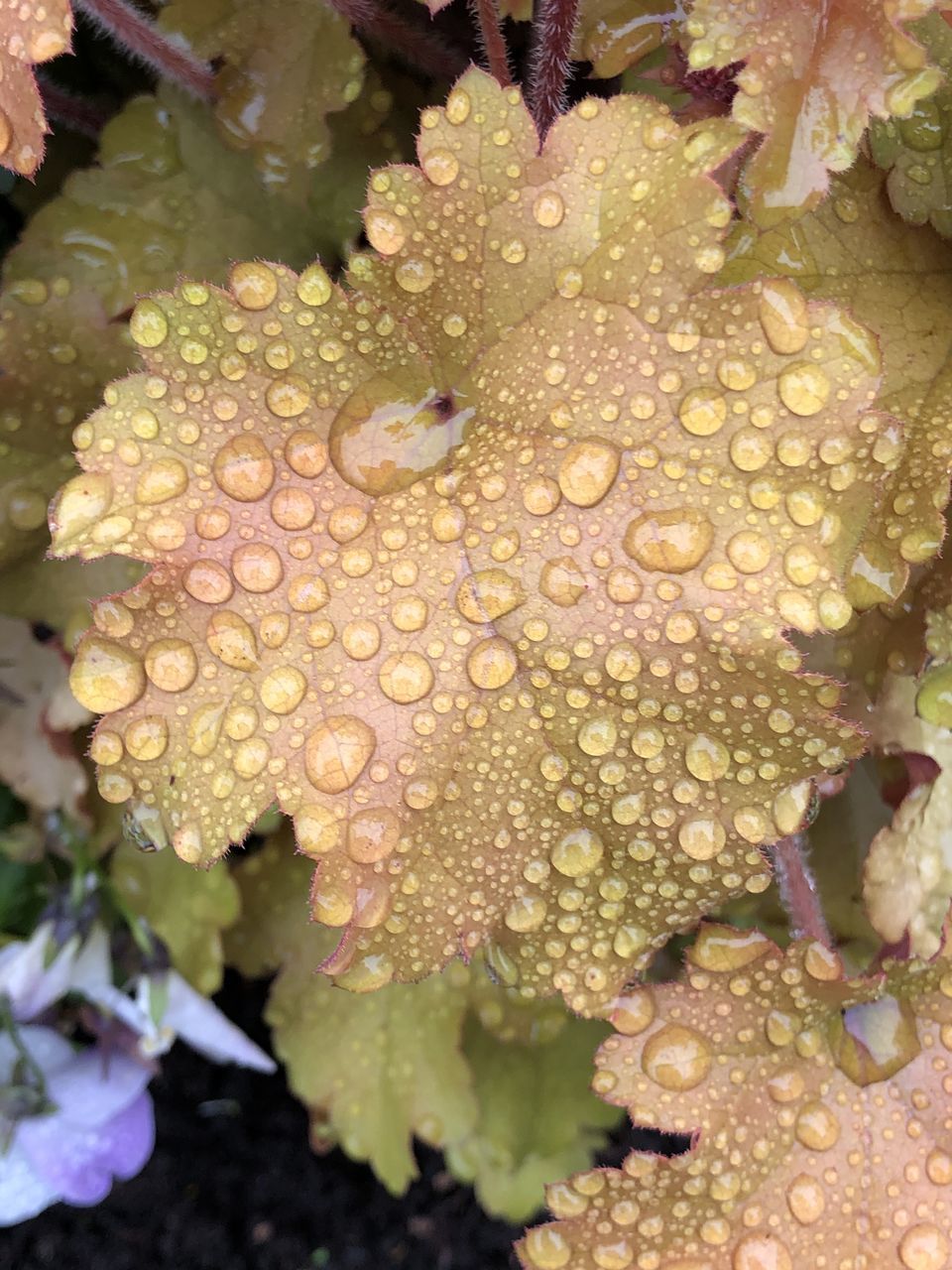 HIGH ANGLE VIEW OF WATER DROPS ON PLANT