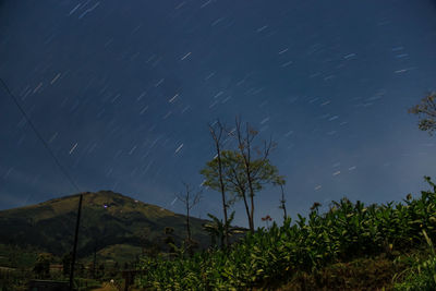 Low angle view of tree against sky at night