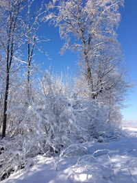 Snow covered landscape